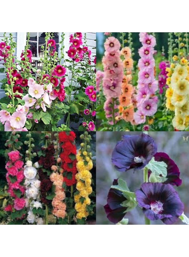 الواحة-TH 1000 بذرة من زهور الخطمي ذات البتلات المزدوجة بألوان متنوعة - Image 1